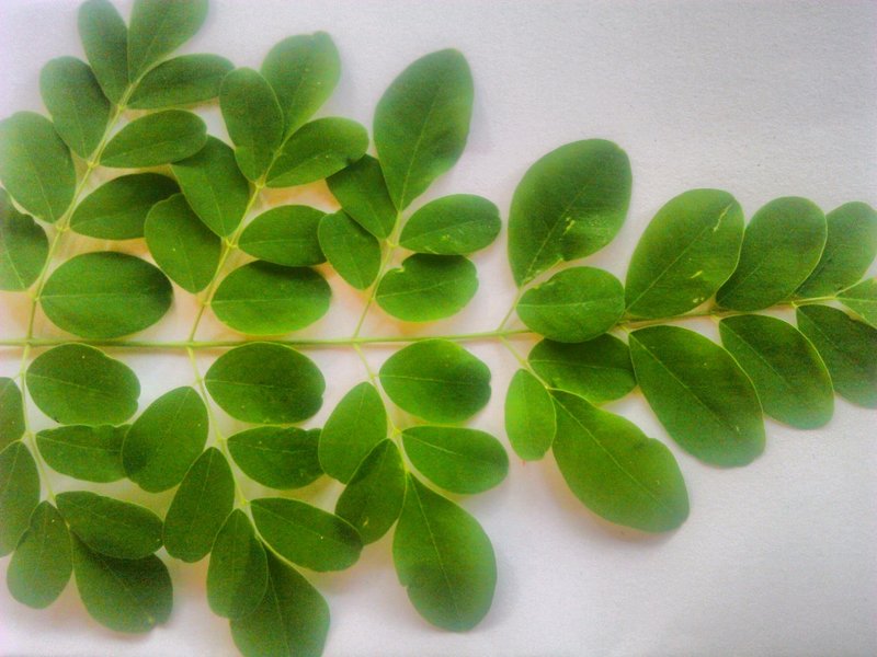 Moringa - African medicinal herb